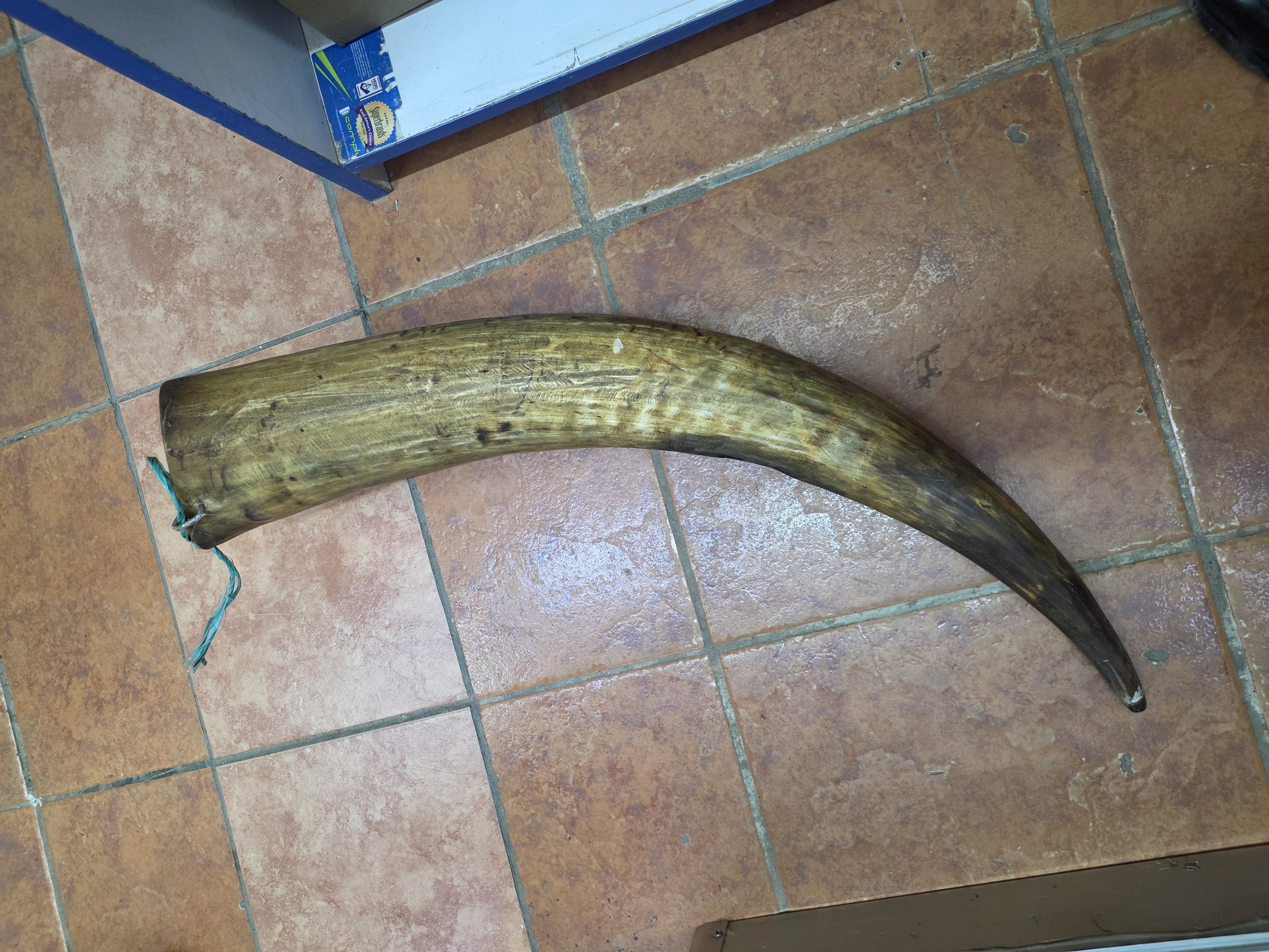 Straight  horn Coro